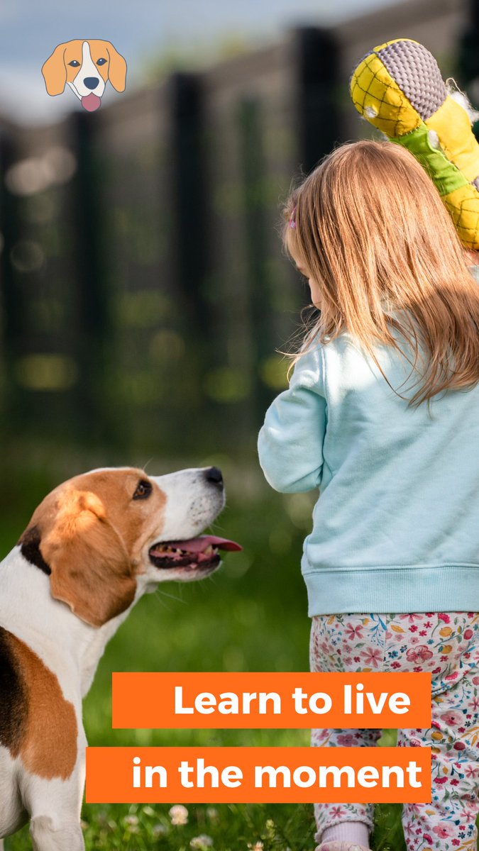 OMGBeagle's tweet photo. We only have a limited time. So, let's enjoy every moment that we have with each other and learn to live in the moment.

#OMGBeagle #beagle #beaglelove https://t.co/K3hM3XEalg