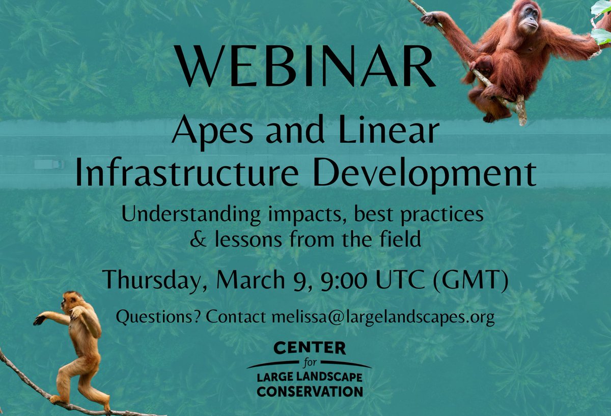 Apes are extremely vulnerable to the negative effects of roads, rails &amp; power lines fragmenting their forest homes. Join us for a webinar on March 9 at 9:00 UTC (GMT) to learn about solutions, case studies, and areas needing further research. 

Register: 
us06web.zoom.us/webinar/regist…