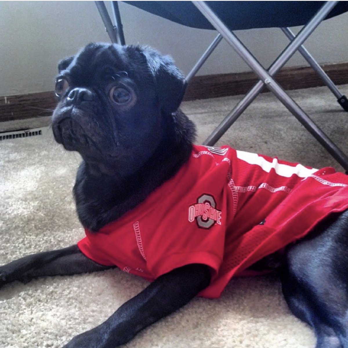 StudentLifeOSU's tweet photo. We paws-itively love our furry friends and hope these photos brightened your day! ❤️

#BuckeyeLove: Pet Edition (5/5) https://t.co/LtIG7AXWf1