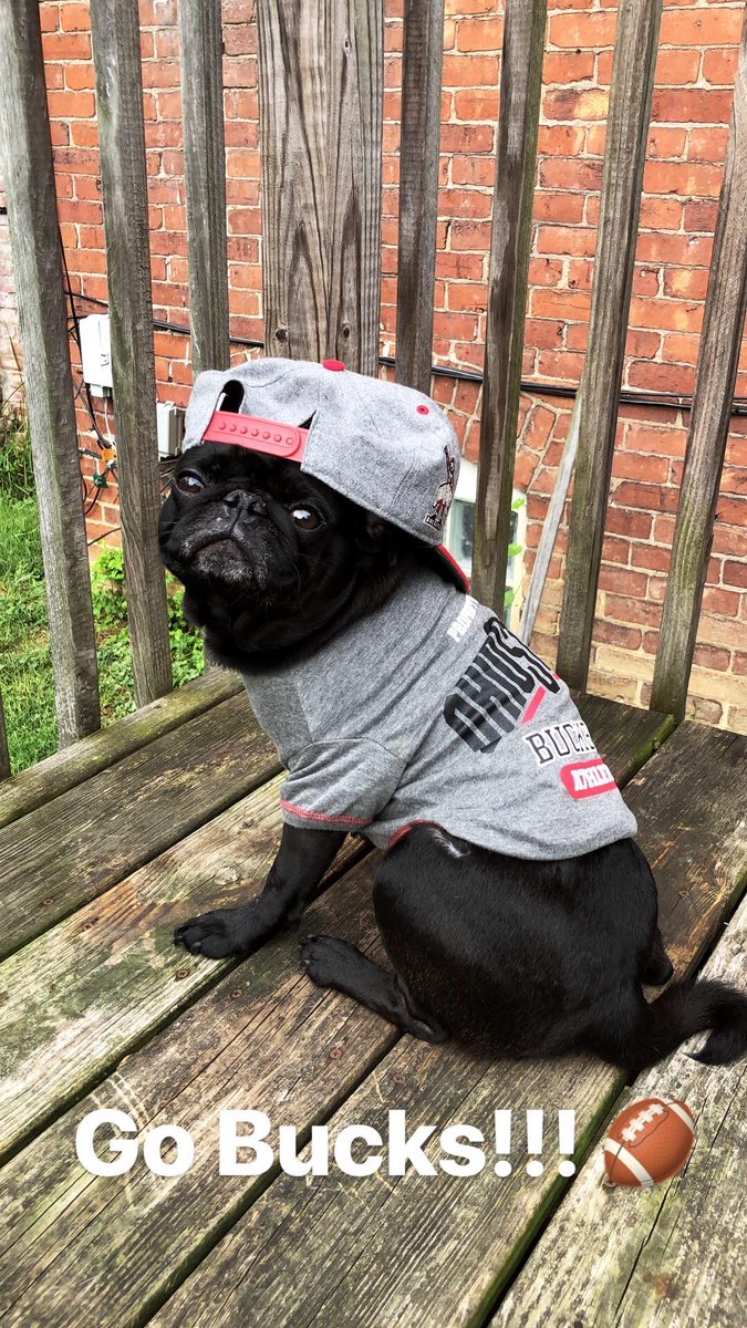 StudentLifeOSU's tweet photo. We paws-itively love our furry friends and hope these photos brightened your day! ❤️

#BuckeyeLove: Pet Edition (5/5) https://t.co/LtIG7AXWf1