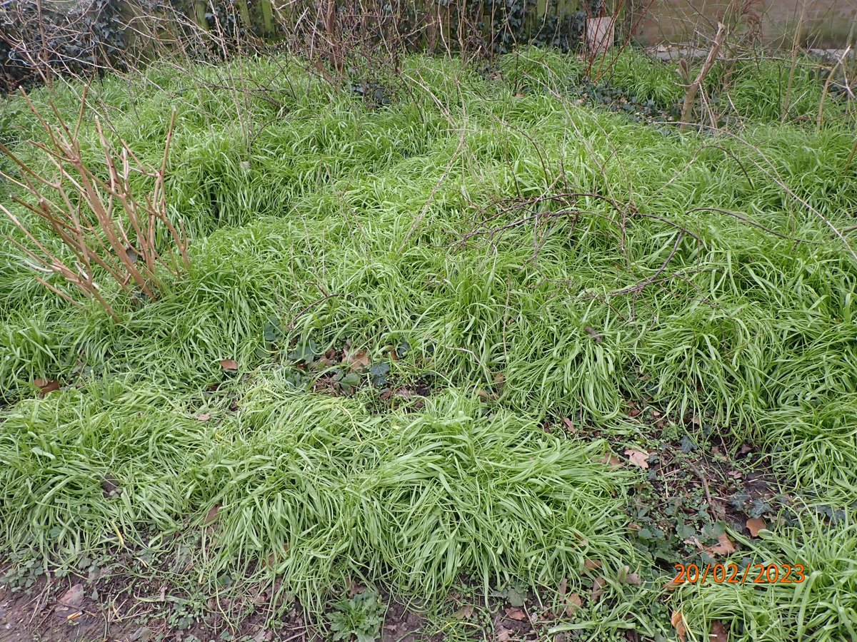 sampepping's tweet photo. Allium trifoliatum is nu op zijn hoogtepunt. Dit mediterrane uitje woekert in en om het #Gorsebos #Purmerend https://t.co/AGQJYlT6iT