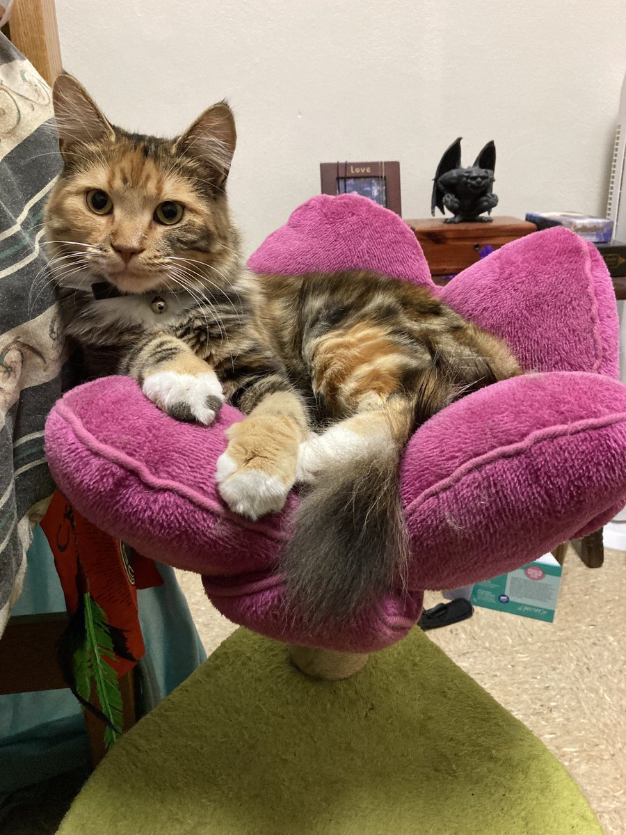 ghoul_gal_'s tweet photo. @castle_cats meet ophelia <3 #designacastlecat9 https://t.co/xwy71BeYNi
