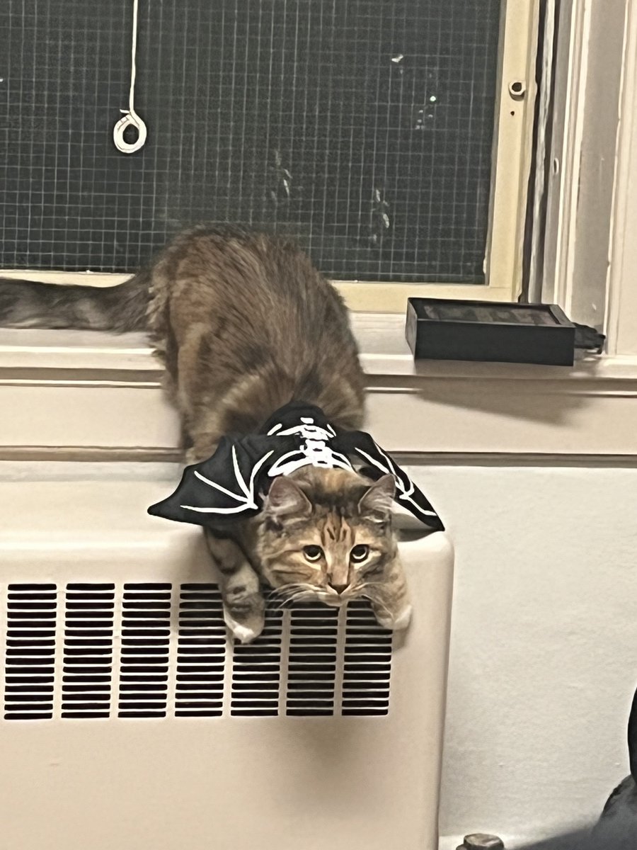 ghoul_gal_'s tweet photo. @castle_cats meet ophelia <3 #designacastlecat9 https://t.co/xwy71BeYNi