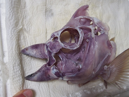 While #echinochrome staining of bone is best known in sea otters that feed on sea urchins, it is also known in fishes that have a similar diet. Here are a few examples of fishes with purple bones (e.g., Wolffish, Moray Eel &amp; Parrotfish). #TheMoreYouKNow.
en.wikipedia.org/wiki/Echinochr…