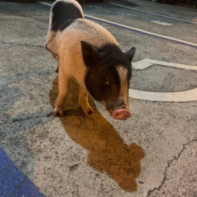 asd486795's tweet photo. #NewProfilePic (新個人資料照片) https://t.co/K5EYzApAil