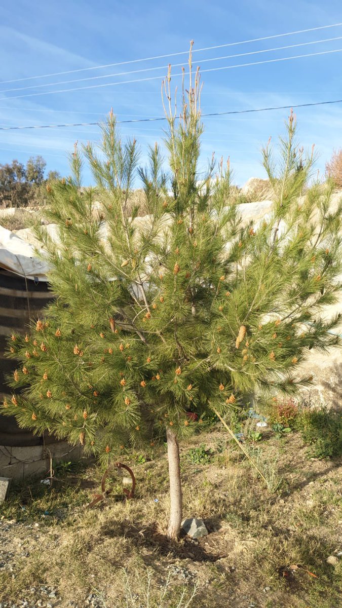 alsmra141's tweet photo. الصنوبر المثمر  🌲

من مزرعتي في محافظة  النماص ماشاء الله نجاح ممتاز  وشجرة مميزة يعتبر الصنوبر بطيء النمو نوعا ما  ومن الأشجار الجميلة والمهمة والمعروفة https://t.co/DXTMZsmrmT