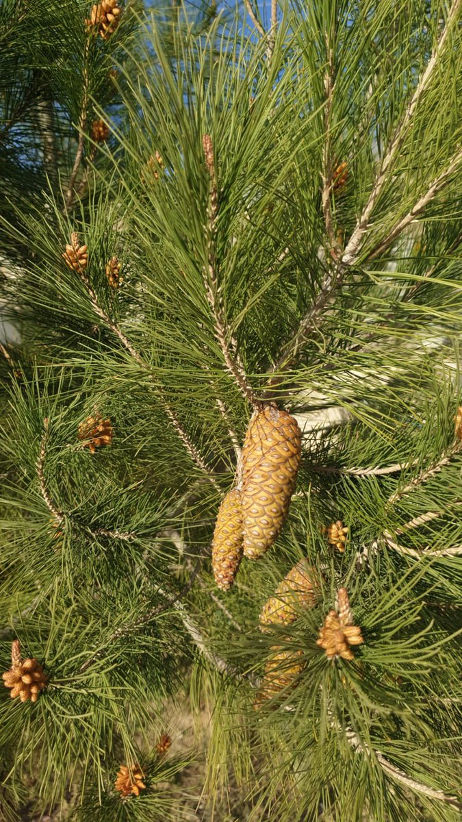 alsmra141's tweet photo. الصنوبر المثمر  🌲

من مزرعتي في محافظة  النماص ماشاء الله نجاح ممتاز  وشجرة مميزة يعتبر الصنوبر بطيء النمو نوعا ما  ومن الأشجار الجميلة والمهمة والمعروفة https://t.co/DXTMZsmrmT