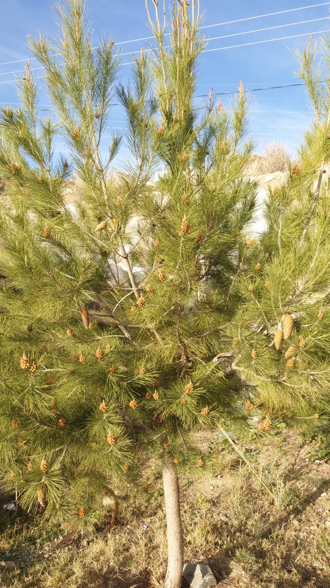 alsmra141's tweet photo. الصنوبر المثمر  🌲

من مزرعتي في محافظة  النماص ماشاء الله نجاح ممتاز  وشجرة مميزة يعتبر الصنوبر بطيء النمو نوعا ما  ومن الأشجار الجميلة والمهمة والمعروفة https://t.co/DXTMZsmrmT