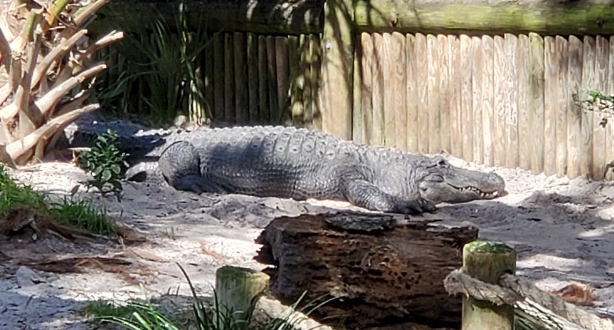 JumboMinds's tweet photo. Alligators have osteoderms, which are bony plates underneath the layer of the skin. These features protect the alligator's internal organs and tissues and help in temperature regulation. #alligators #zoology #biology #animalscience #animals #science #sciencerocks #scichat https://t.co/BgNrRwGXwL
