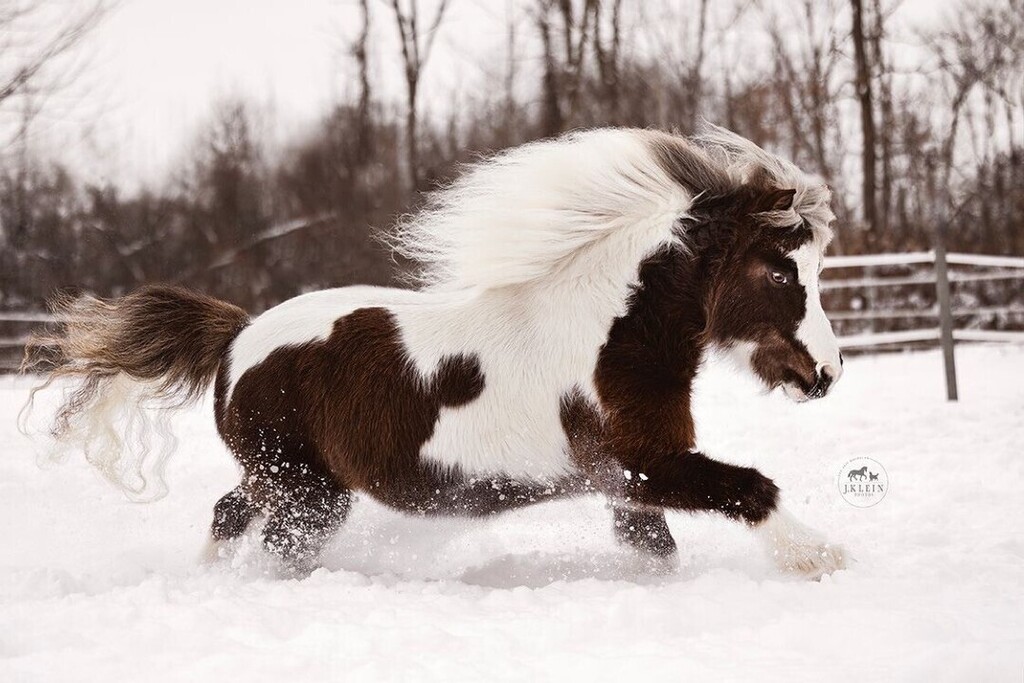 cowboymagic's tweet photo. Zooming into a new week!
Photos 📸 @j.kleinphotos
•
"Zippity-Zoom! My favorite mini loves kicking up his heels in this fresh snow! Does your horse get extra spunky when it snows?
https://t.co/BXPHTC8aU4"
#cowboymagic #horse #horses #instahorses #h… https://t.co/WI6S57eUNH https://t.co/dIrosg9WIB