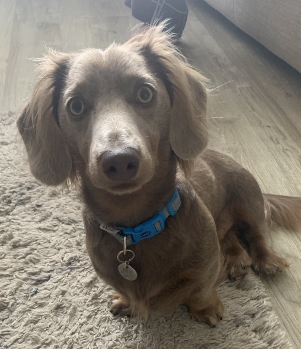 clarabellebear's tweet photo. @OfficialPLT #PLTpetday Milo the Isabella dachshund 🐶 https://t.co/K1BaHCiLGg