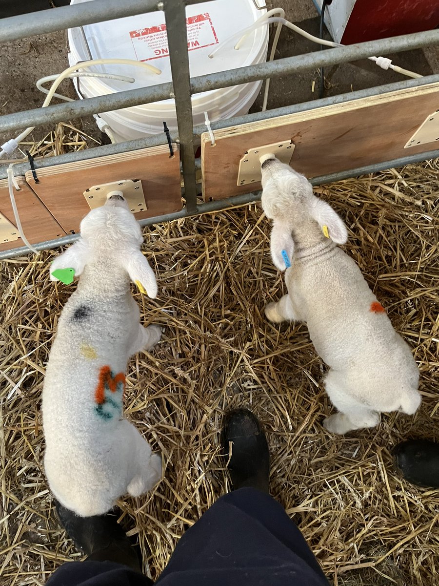 bingbong2005's tweet photo. We have sock lambs🫶💙 @TheNorthSchFarm https://t.co/RzEflUibhW