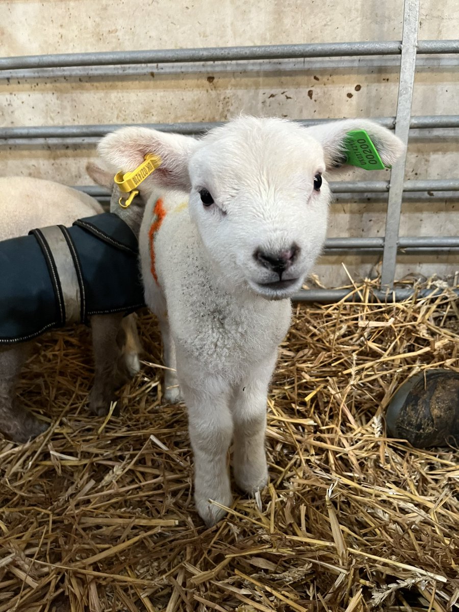 bingbong2005's tweet photo. We have sock lambs🫶💙 @TheNorthSchFarm https://t.co/RzEflUibhW