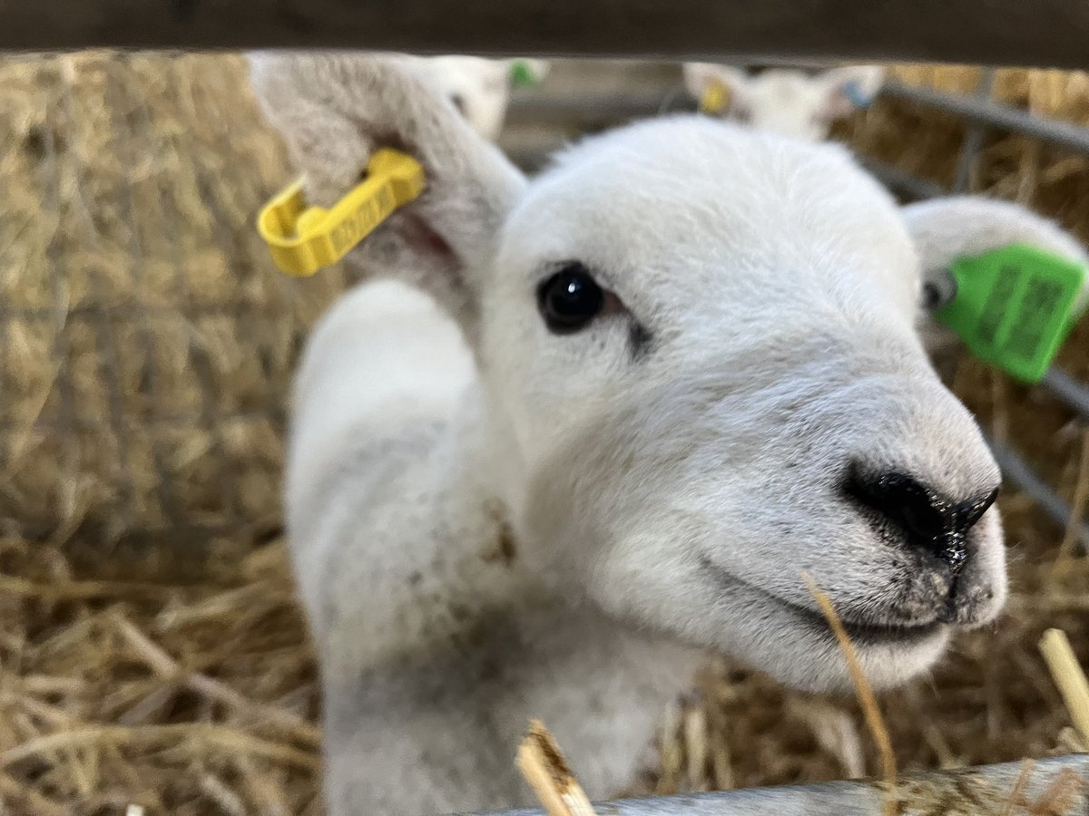 bingbong2005's tweet photo. We have sock lambs🫶💙 @TheNorthSchFarm https://t.co/RzEflUibhW