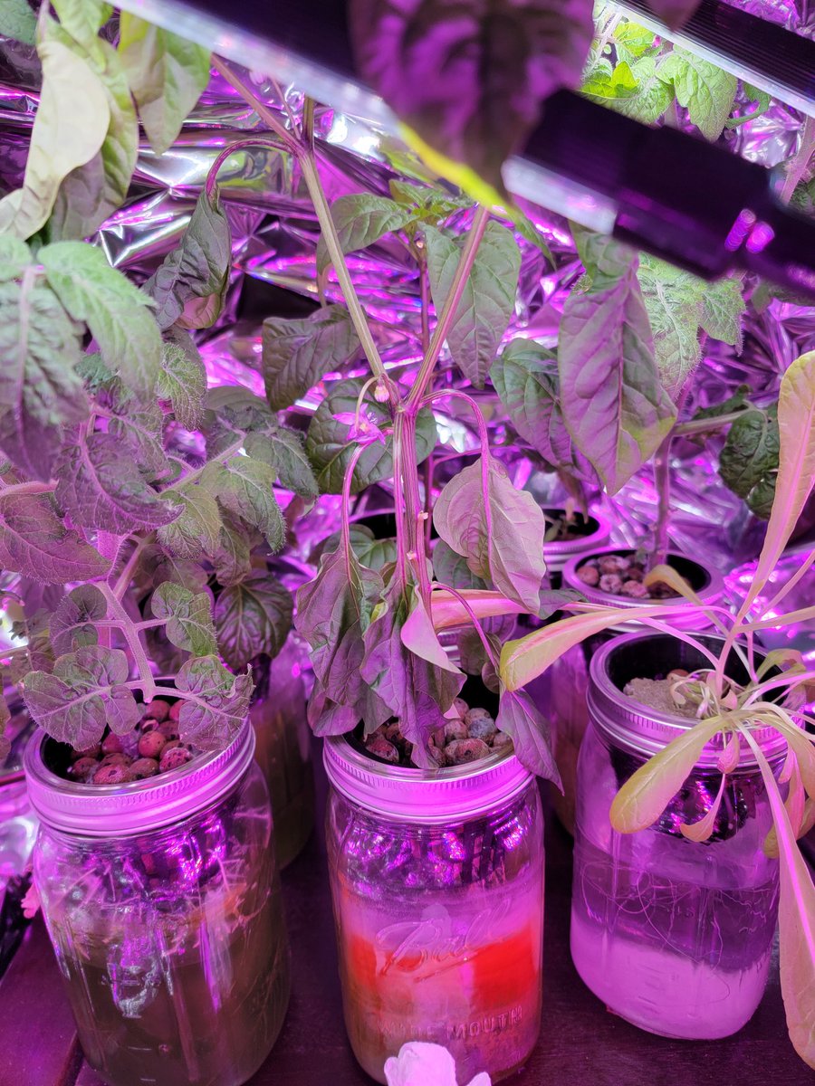 DrunkratGame's tweet image. Having some trouble with a jalepeno plant using the #kratkymethod

Due to miscolored waterjar, I didn't see the water res empty.  The plant wilted and I refilled the water, but 2 days later it still looks worse...

Any ideas how to save it?