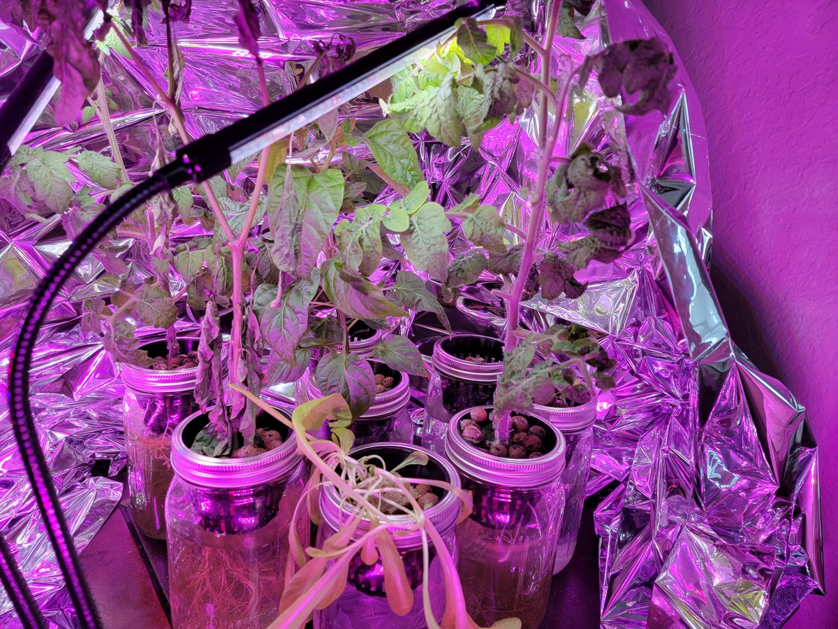 DrunkratGame's tweet image. Having some trouble with a jalepeno plant using the #kratkymethod

Due to miscolored waterjar, I didn't see the water res empty.  The plant wilted and I refilled the water, but 2 days later it still looks worse...

Any ideas how to save it?