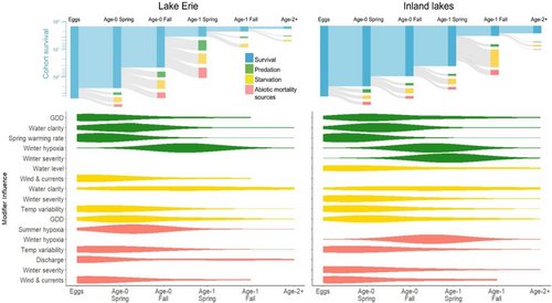 What drives walleye recruitment? Great question, I'd love to tell you  So happy to see this synthetic project published! Led by the amazing @ckrabb with many co-authors.  afspubs.onlinelibrary.wiley.com/doi/10.1002/fs…