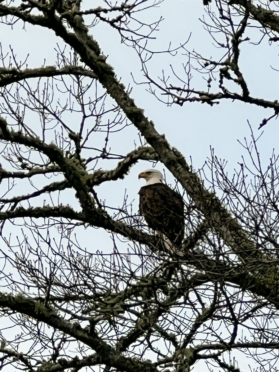 capecodweather's tweet photo. One of two bald eagles hanging out together in Brewster this morning 👍🏻 https://t.co/AYNtQeqSbH