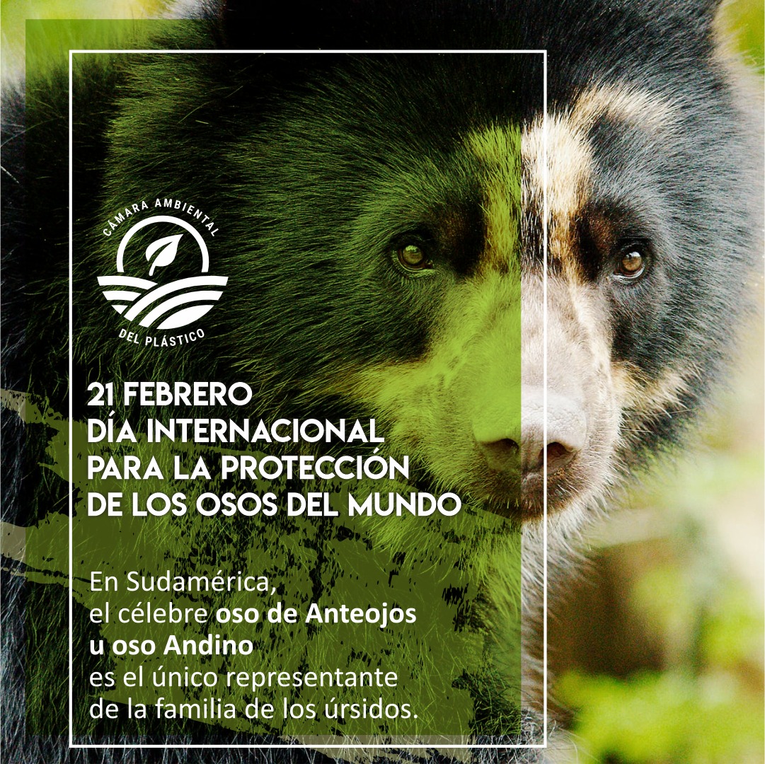 El oso juega un papel importante en la introducción de especies contribuyendo a la regeneración vegetal del hábitat, protégelo es muy importante para la naturaleza.

#oso #osodeanteojos #camaradelplastico #plástico #ReciclaReduceReutiliza #planetatierra #mundomejor #vida