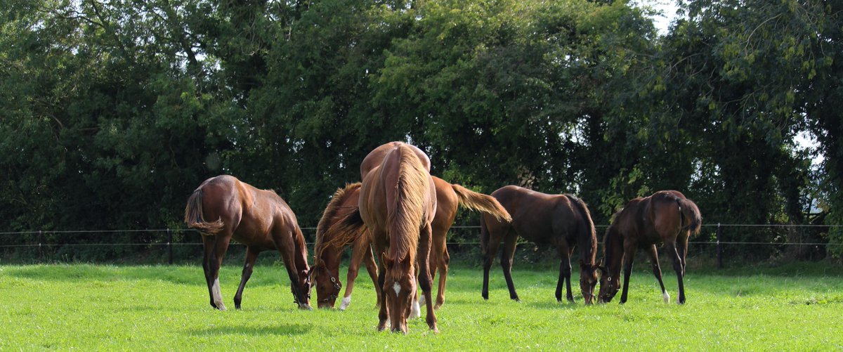 📣Minister <a href="/McConalogue/">Charlie McConalogue</a> announces he opening of the Targeted Agricultural Modernisation Scheme (TAMS 3) and the addition of Equine Capital Initiatives

📰Read the PR here: bit.ly/3EiexAX