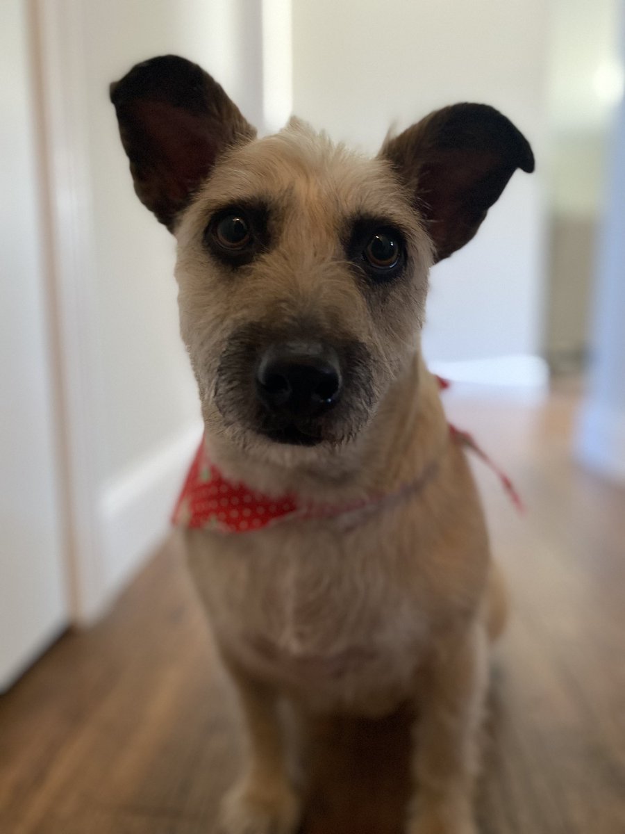 mfj105's tweet photo. @bunsenbernerbmd My girl’s name is Nugget, which we have never called her. Most frequently called Nuggs, but also Bug, Bubba Tuggs, and Bilbo Buggins. https://t.co/4aPw6fAXaR