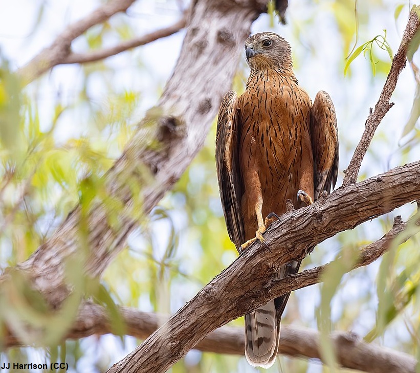 EMUJournal's tweet image. Rapid and recent range collapse of Australia’s Red Goshawk

tandfonline.com/doi/full/10.10…

#ornithology #raptors