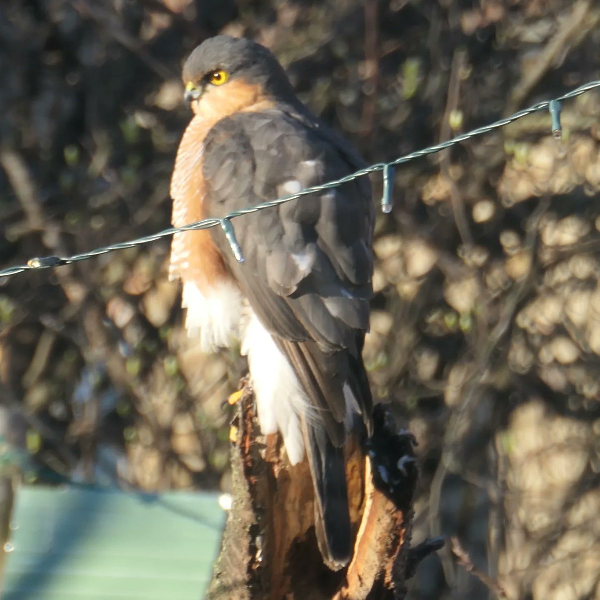 Local #sparrowhawk taking a rest in the sun to digest the mouse he just snacked on. #haringayladder #northlondon #urbanbirds