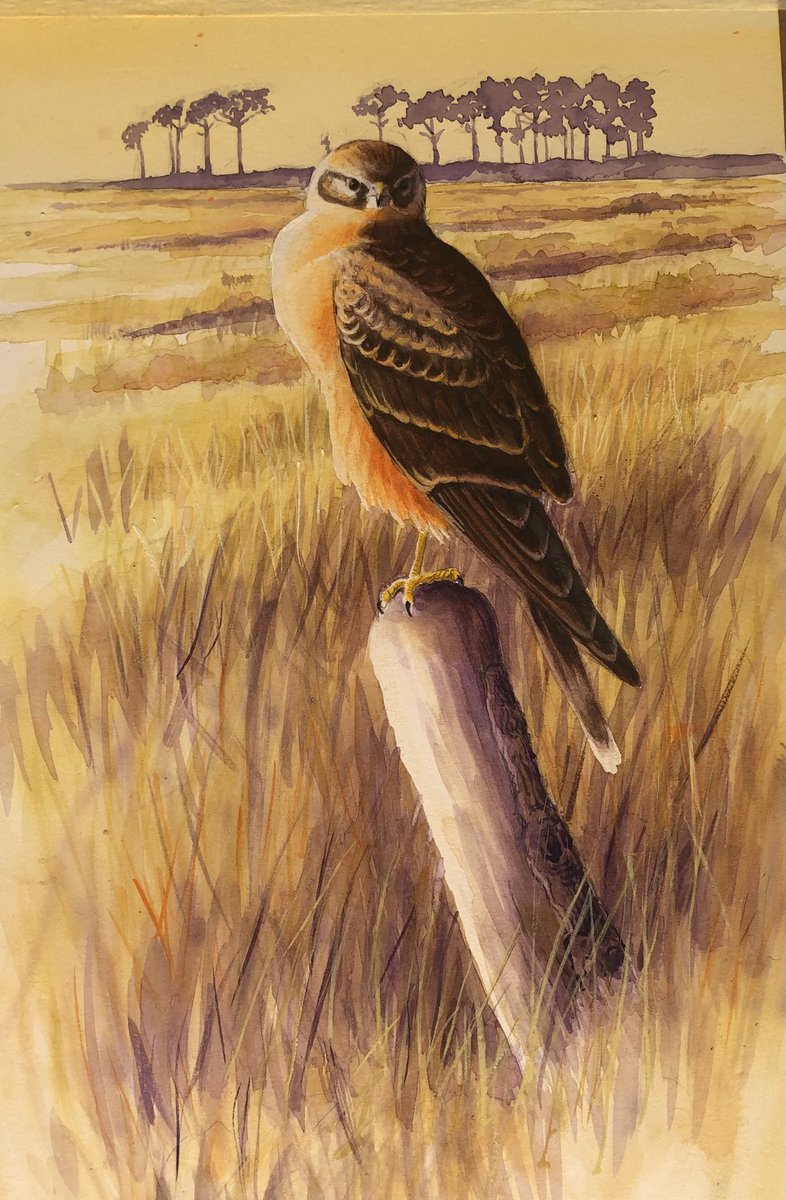 The wintering Warham Pallid Harrier. The 4th record at this site I believe since the first in  2002. Often glowing in late afternoon sunshine.