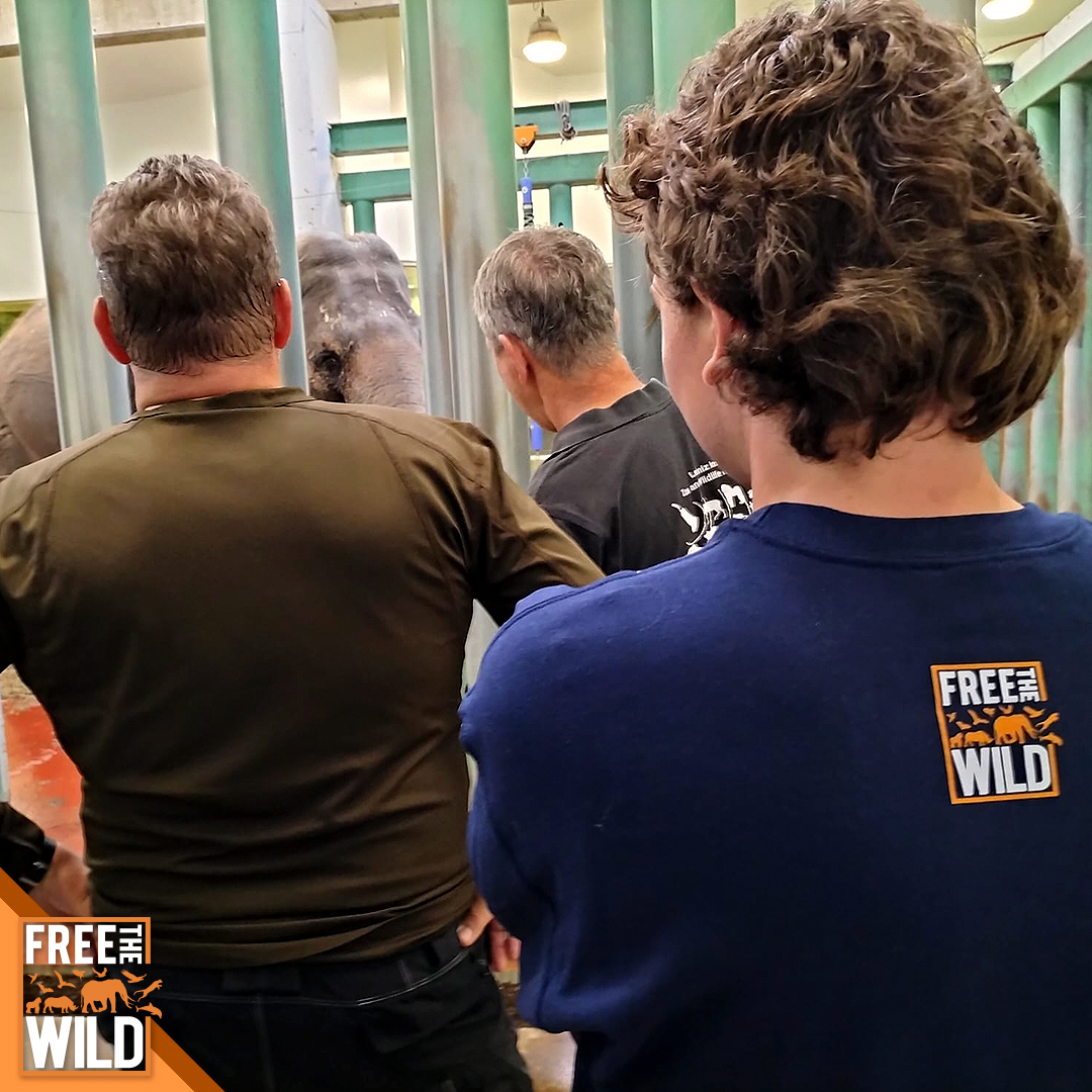 The results of Lucy's assessment will be ready in early March! The experts are finalising their reports as we speak. Once the reports are in, we'll meet with the zoo to discuss Lucy's case in full. Stay tuned for updates! FTW 🧡 #FTW #freethewild #lucytheelephant #update