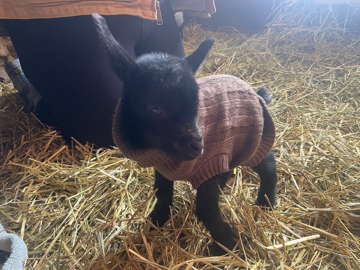 Our farm grew by two this morning. A Presidents Day gift. #BabyGoats #Sweaters