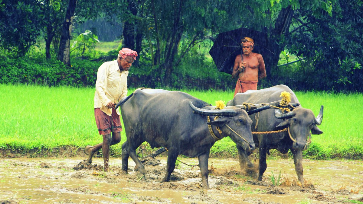 in your life sometimes you need a doctor, a lawyer, a policeman and a preacher, but every day, three times a day, you need a farmer!
#photography #photooftheday  #photographer #travel   #hography89   #YourShotPhotographer  #natgeoyourlens #IncredibleIndia