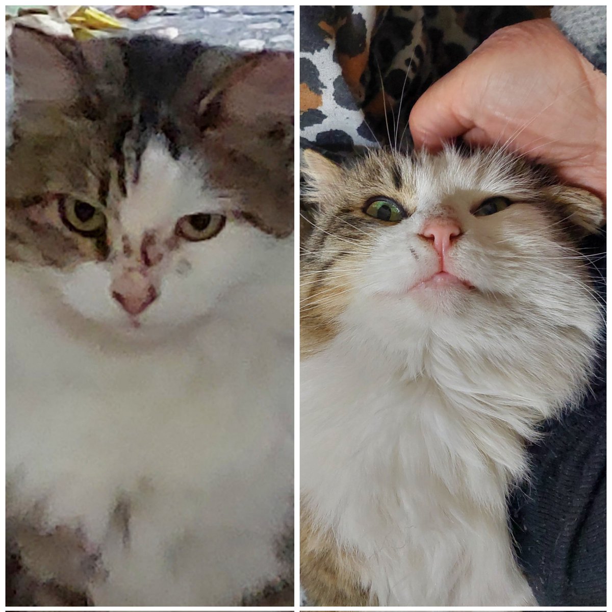 Depremden gelen Eda kedim sahiplendim.