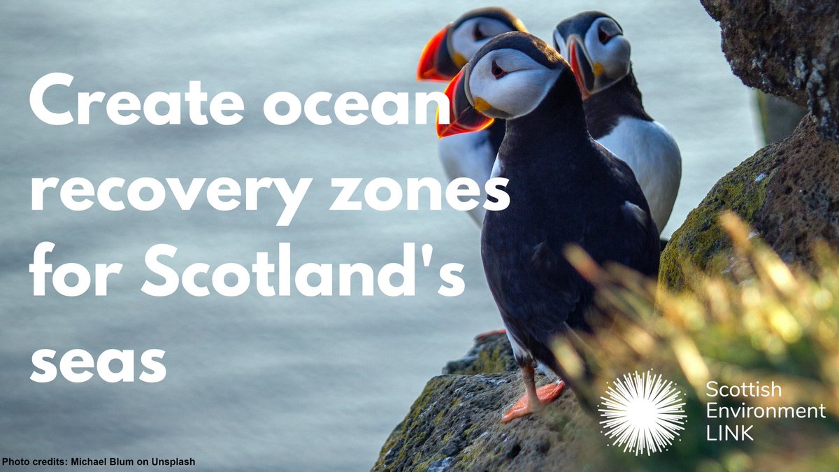 SeabirdCentre's tweet photo. Scottish government is asking for views on proposals to give 10% of Scotland’s seas the highest possible level of protection.  These #OceanRecoveryZones would provide crucial sanctuaries for marine life.

Show @MairiMcAllan your support for this move⬇️
https://t.co/WoAOvvG2Dk https://t.co/jilODUKBd8