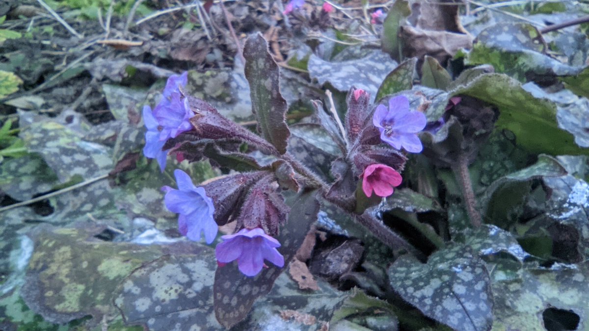 Roland Alton @rasos@fairmove.net tweet media