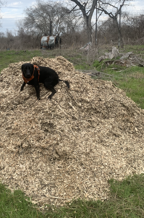 WeAreLocoal's tweet photo. In 2015 I saw a needed solution for materials that are considered waste, but just waste valuable time and resources.  Instead, I learned about thermal decomposition and the wonders of biochar.  This image sums up the origin of LOCOAL: Big Charlie with Coalman on a pile of mulch. https://t.co/5h95gKgMFj