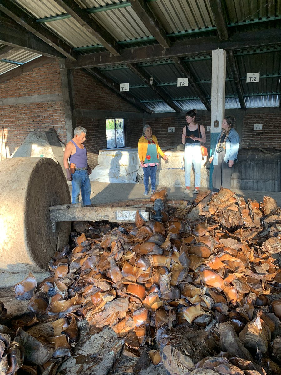 These travelers are learning the process of Mezcal making with Maestra Berta, here these cooked pinas are ready to be crushed to start the fermentation process. Book a tour to learn more! #mezcal #mexcal #pinas #tahona #visitoaxaca #mezcallovers #graciasoaxaca #authenticexperienc