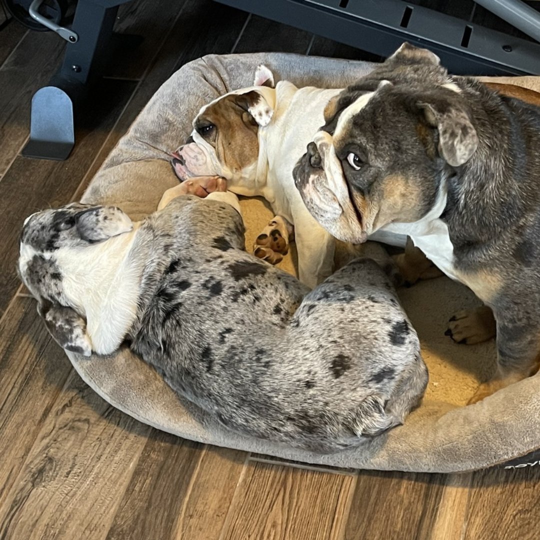 Taraknowsloans's tweet photo. My love for dogs is no secret, and today is National Love Your Pet Day, so here are some obligatory photos of our sweet pups!

Be sure to snuggle your furry family members today! 🐶

#loveyourpetday #dogsofinstagram #instagood https://t.co/11lFfYC2fo