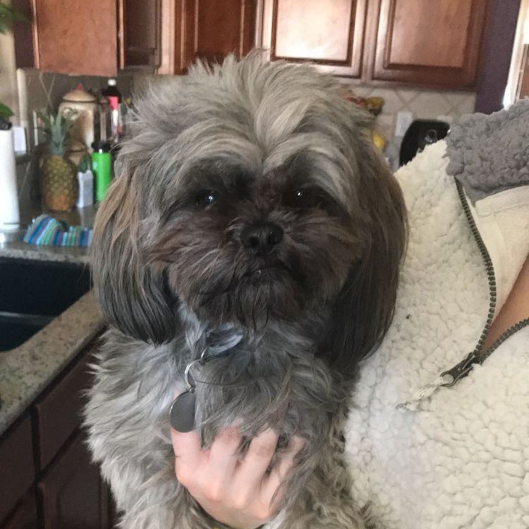 Taraknowsloans's tweet photo. My love for dogs is no secret, and today is National Love Your Pet Day, so here are some obligatory photos of our sweet pups!

Be sure to snuggle your furry family members today! 🐶

#loveyourpetday #dogsofinstagram #instagood https://t.co/11lFfYC2fo