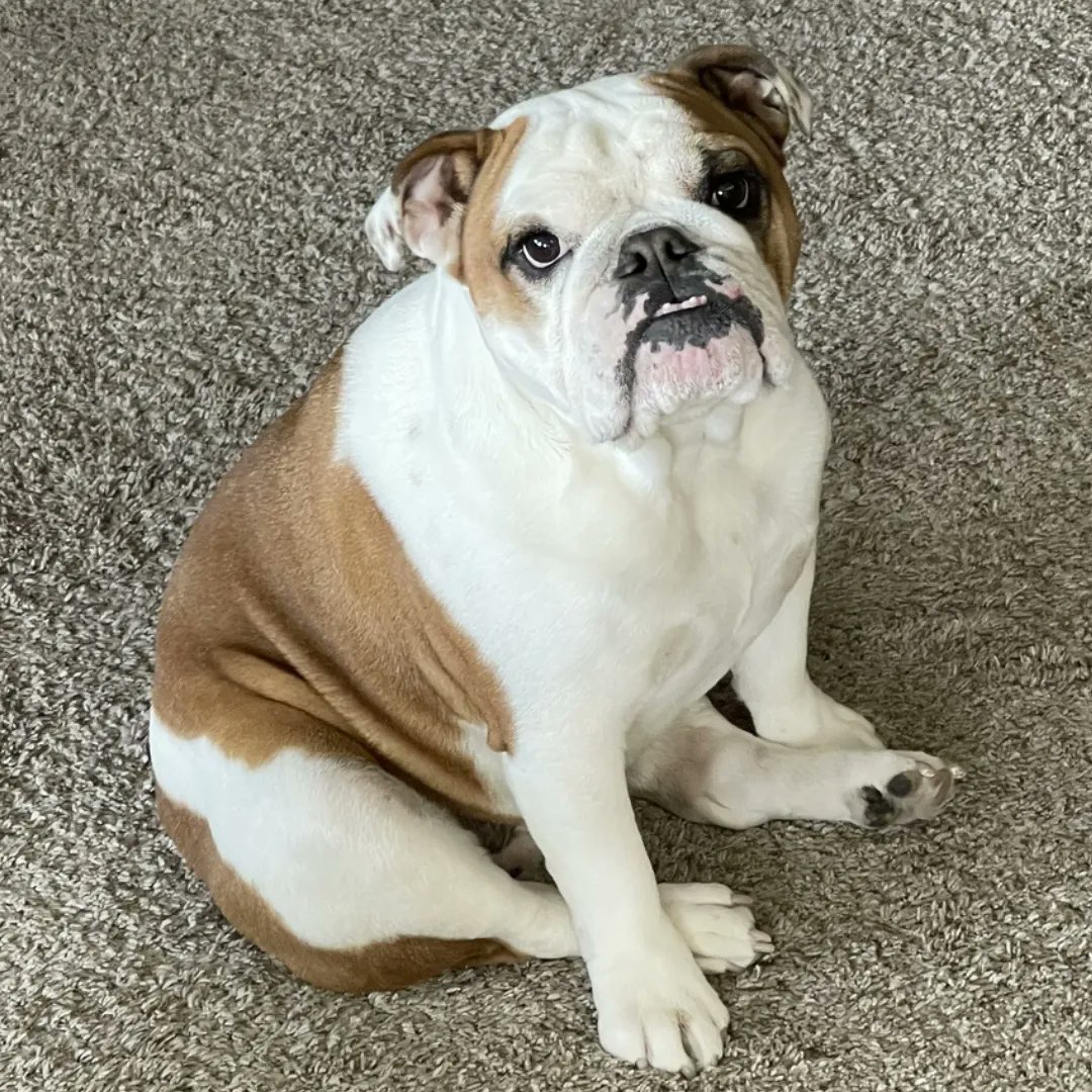 My love for dogs is no secret, and today is National Love Your Pet Day, so here are some obligatory photos of our sweet pups!

Be sure to snuggle your furry family members today! 🐶

#loveyourpetday #dogsofinstagram #instagood