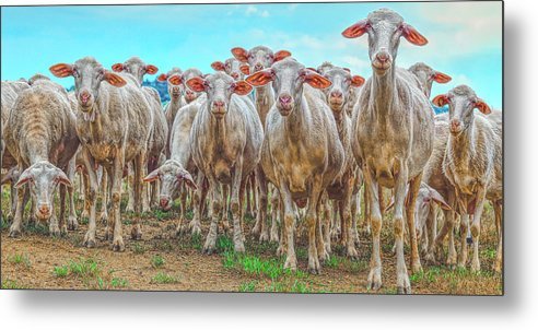 calice gallery tweet media