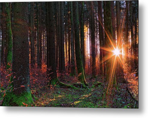 calice gallery tweet media