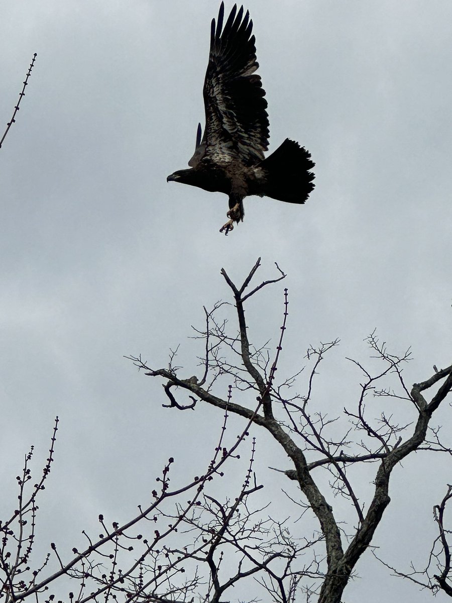 rogermiller3's tweet photo. A golden eagle at the Grays Inn Creek https://t.co/tStXocbbZ5