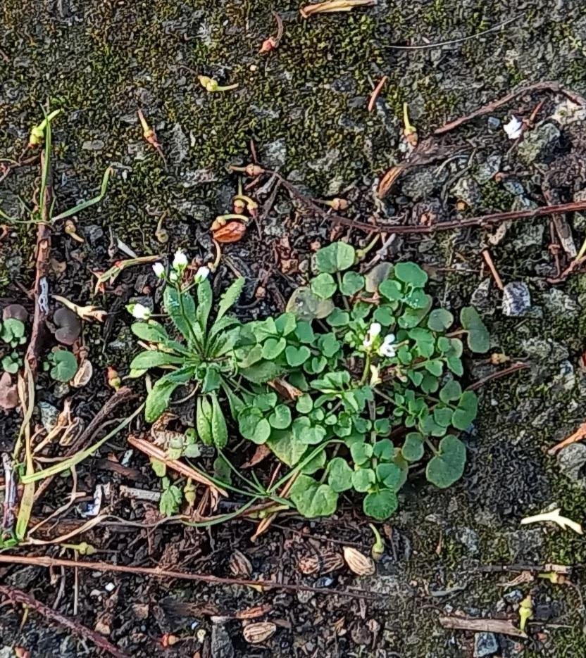 Suzanne Coleman (@sucoleman) on Twitter photo Common Whitlowgrass and Hairy bittercress as #pavementplants together in Colwyn Bay today #MondayMotivation <a href="/Love_plants/">Plantlife</a> <a href="/morethanweeds/">Morethanweeds</a> @wildstreets_org <a href="/LGSpace/">Little Green Space π¦</a> <a href="/NearbyWild/">NearbyWild #RewildTheEarth πππ</a> Common Whitlowgrass and Hairy bittercress as #pavementplants together in Colwyn Bay today #MondayMotivation <a href="/Love_plants/">Plantlife</a> <a href="/morethanweeds/">Morethanweeds</a> @wildstreets_org <a href="/LGSpace/">Little Green Space π¦</a> <a href="/NearbyWild/">NearbyWild #RewildTheEarth πππ</a>