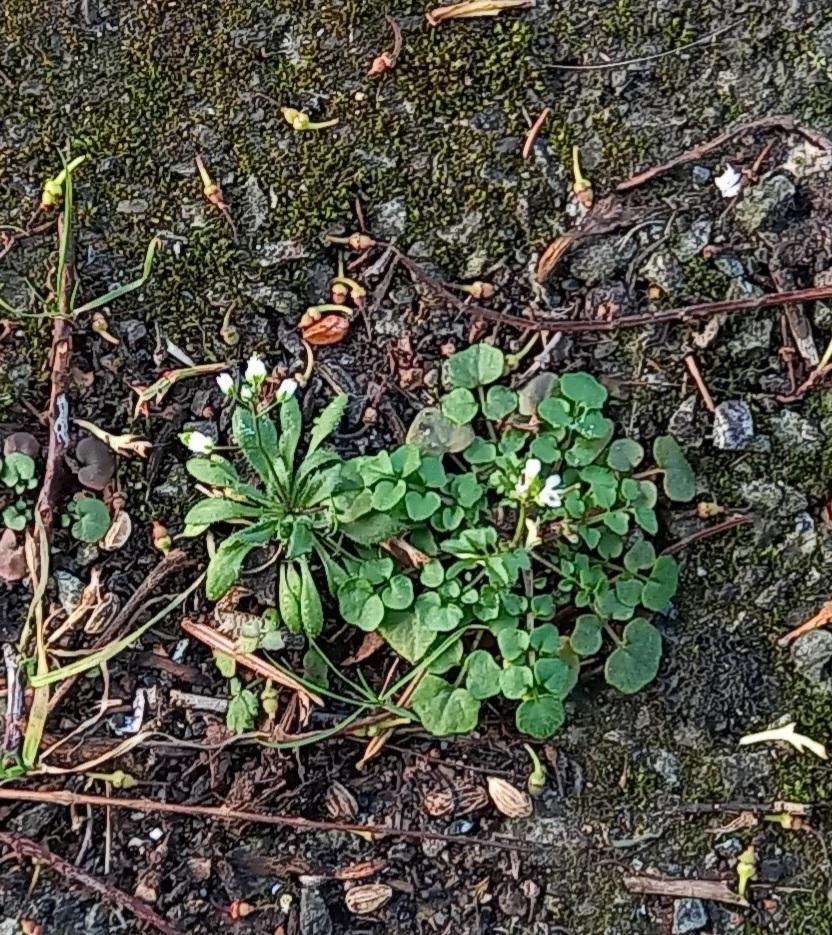 Common Whitlowgrass and Hairy bittercress as #pavementplants together in Colwyn Bay today #MondayMotivation @Love_plants @morethanweeds @wildstreets_org @LGSpace @NearbyWild