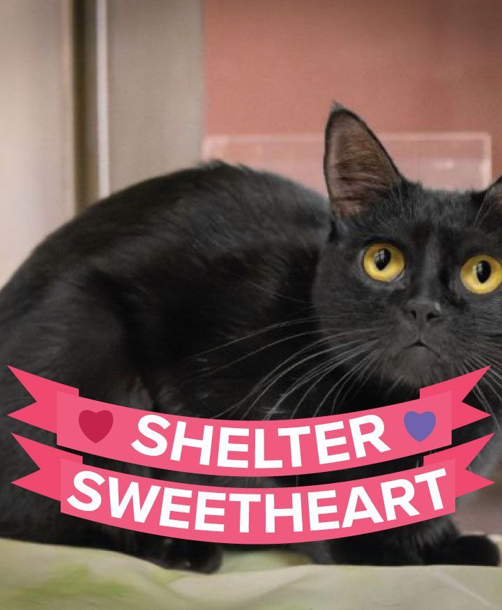 BlackHeartGoon's tweet photo. Meet #Hawn
I'M PROOF THAT GOOD THINGS COME IN SMALL PACKAGES!
Hi! My name is Hawn. I'm a dainty, delightful young lady who will probably stay on the petite side. I've come a long way since my days of being timid and shy! My temperament is friendly and sweet, but I still have a sensitive nature and can be spooked by noise and commotion. I adore people's attention and love a calm petting session. A slow approach is more my style, but once you start petting me, I don't want you to stop! If you put your face close to mine, I will give you a head bonk and rub against your face, sometimes giving a little tickle with my whiskers. I play briefly with wand toys, but would rather just have your affection for now. I'm not a fan of being picked up for cuddles, but that will change once I gain confidence and trust in my new surroundings. Some things I like are cat treats, catnip, romance novels, and movies where the underdog wins, like "The Karate Kitty"! I will need a patient adopter with a quiet home and settled routine, someone who can calm my fears and understand that I'll need time to adjust to a new environment. I previously lived with other cats, so a kind, kitty friend will probably be fine. Once I warm up to you, you'll find me to be a wonderful companion, so stop by soon to meet me!
Apply today:
https://t.co/xsLMnTgWKp
Learn more:
https://t.co/hpj2FCMSVZ
.
.
.
.
#ShelterSweetHearts #HSHA #LetPursuitLive