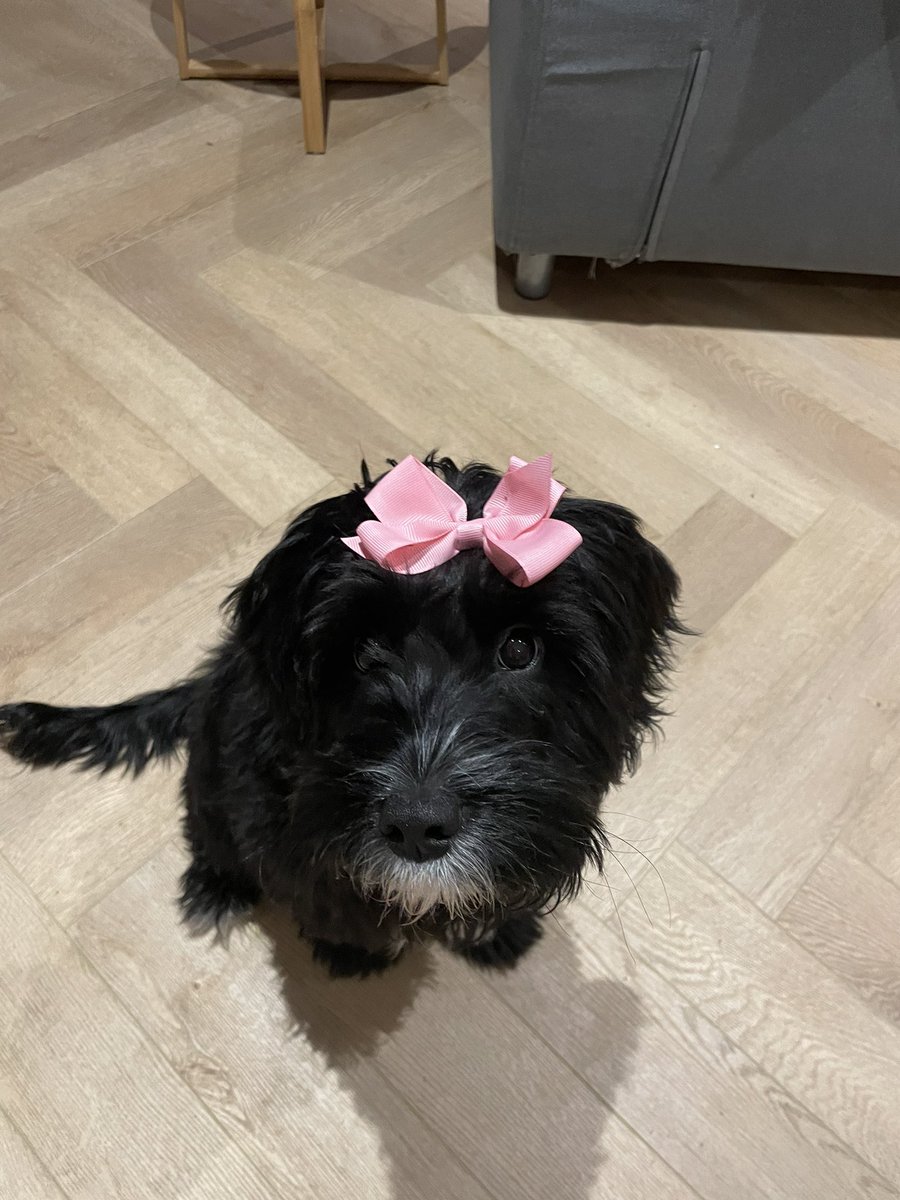 rowenaribena's tweet photo. Like butter wouldn’t melt on  #LoveYourPetDay #blackbetty https://t.co/HukqMwHnmj