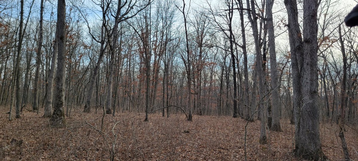 MIZZOU _BBQER tweet media