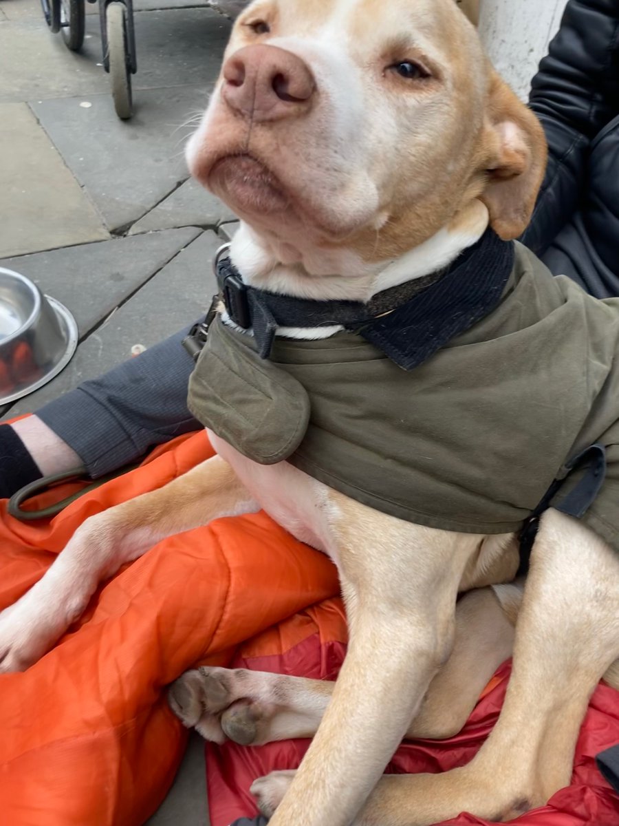KellyMattison10's tweet photo. I was sat with this guy yesterday (I think he was called Buster) and I was chatting with his lovely owner who lives on the streets.
He told me @streetpawsvet come out to him to support him, he is beautiful โค๏ธ #homelessdogs #homeless #absoluteangel https://t.co/Yc0g0TswY2