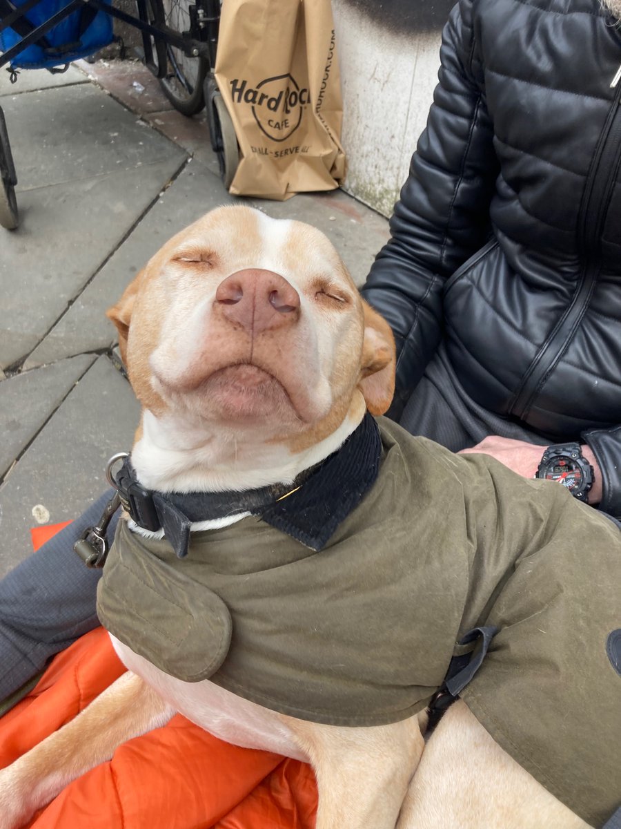 KellyMattison10's tweet photo. I was sat with this guy yesterday (I think he was called Buster) and I was chatting with his lovely owner who lives on the streets.
He told me @streetpawsvet come out to him to support him, he is beautiful โค๏ธ #homelessdogs #homeless #absoluteangel https://t.co/Yc0g0TswY2