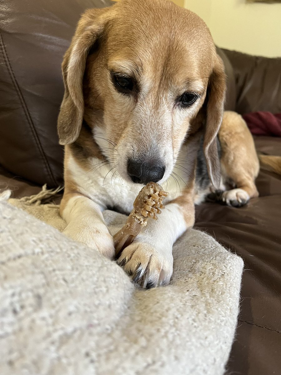 Wees haff GUD news pals 🚨 Oggys lump is nuffink nasty n just a lipoma 🚨 Yoos wishes n prayers made hims all ok 💕💖✨